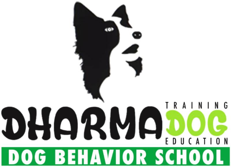 Dharma Dog