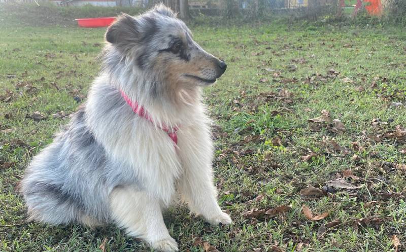 Dharma-Dog-Il-Metodo-1